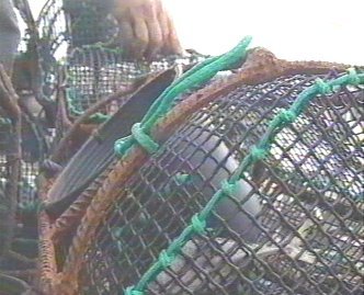 PESCA 56  GANADO